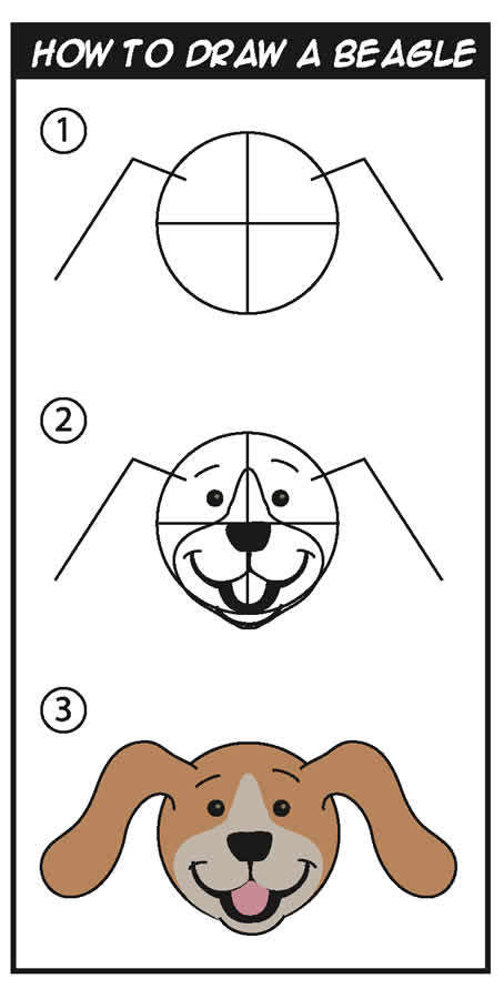 How to draw a beagle